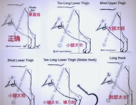怎样训练狗狗用后腿站立?