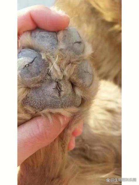 狗狗脚掌干裂发硬怎么办