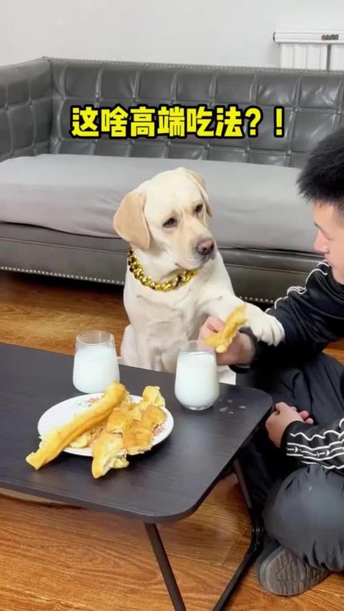 我家狗偷吃了一根油条有事吗