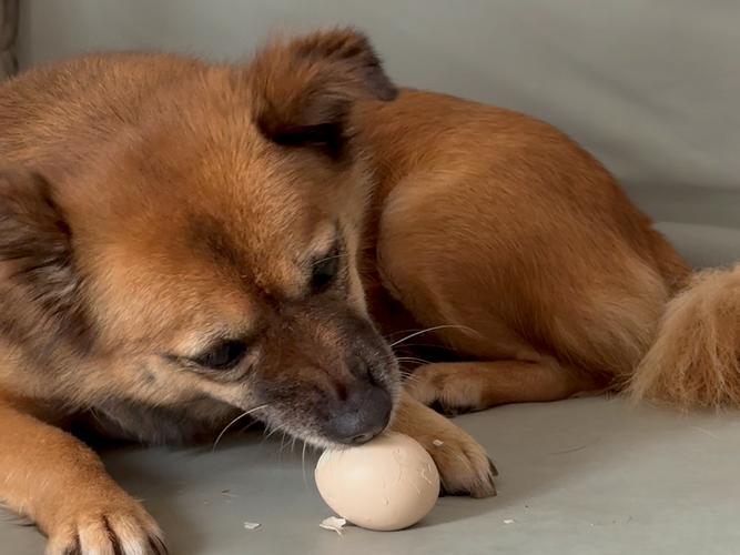 给幼狗可以吃鸡蛋吗?