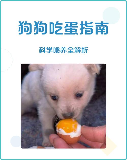 小狗可以吃鸡蛋吗