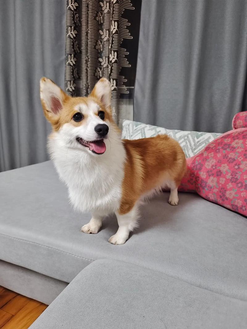 柯基犬可以每天吃一个蛋黄吗