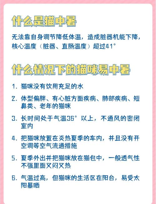 猫发烧40度不拉不吐没有食欲