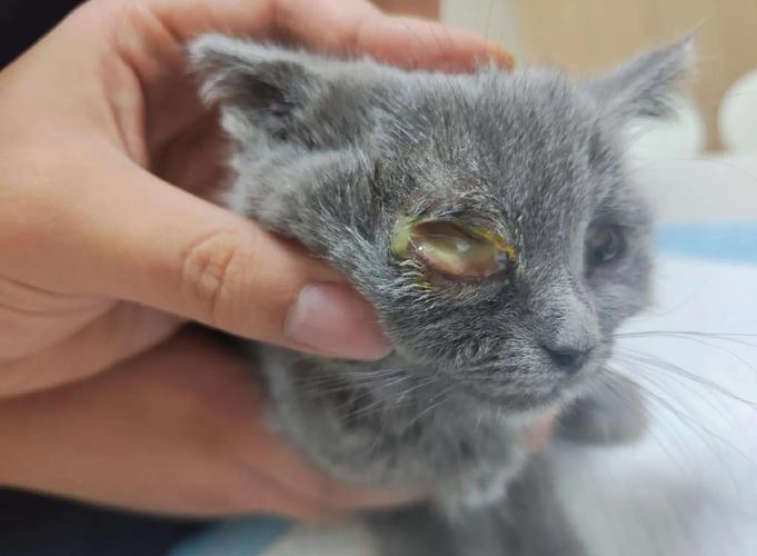 猫咪眼睛流脓会自愈吗