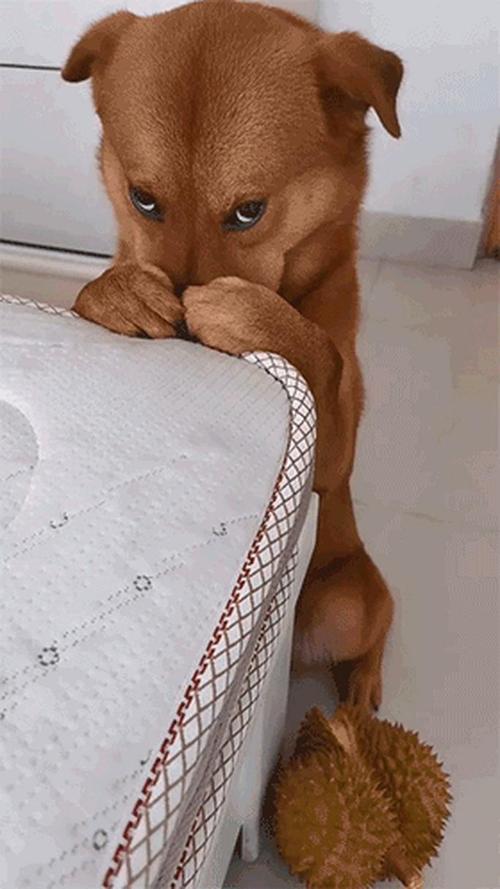 怎么判定狗狗被吓着了?