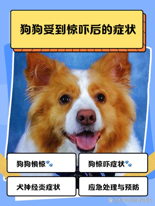 狗受到惊吓后的症状会持续多久