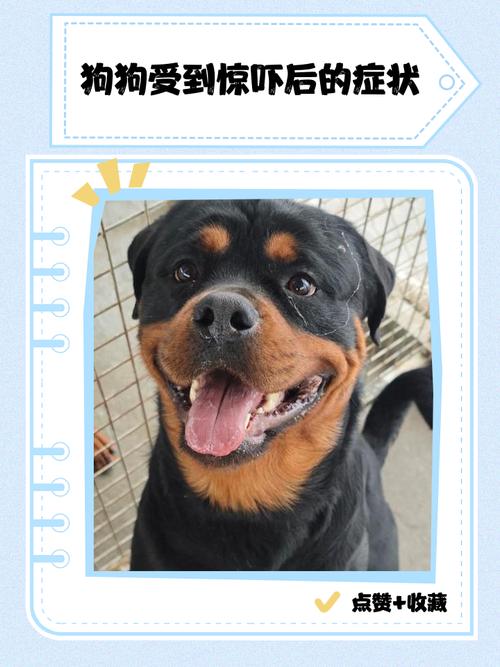 狗狗吓到最明显三个症状