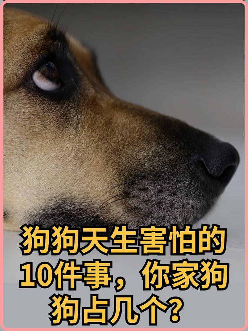 狗狗为什么被人吓到