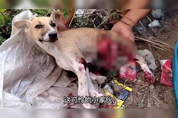 怎么分辨狗狗内脏出血