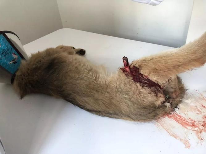 如何判断狗狗内脏出血