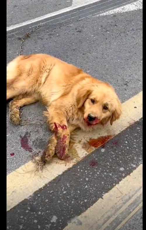 狗狗被车撞了怎么查看内脏有没有受伤