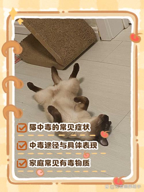猫咪对文竹中毒早期症状