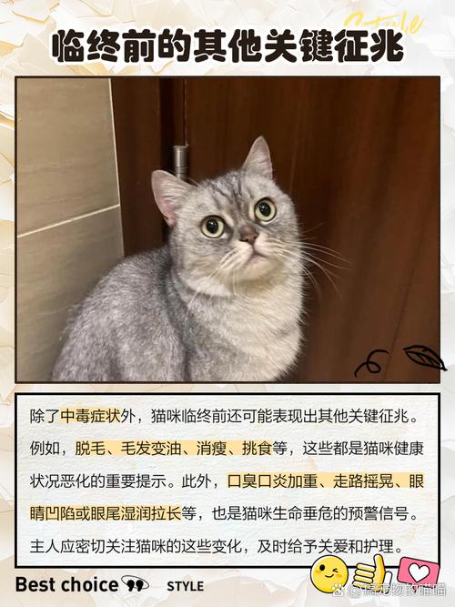 猫咪中毒是什么症状