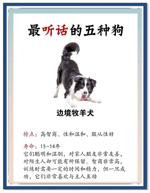 什么品种的狗狗比较好养最温顺?