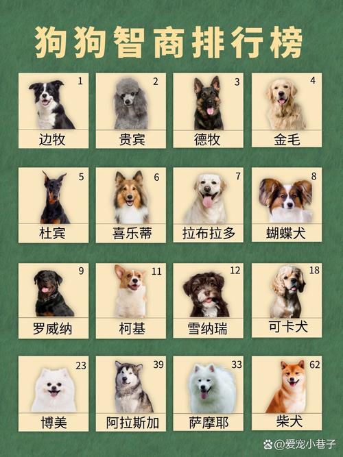 哪种狗狗最聪明又好排名养
