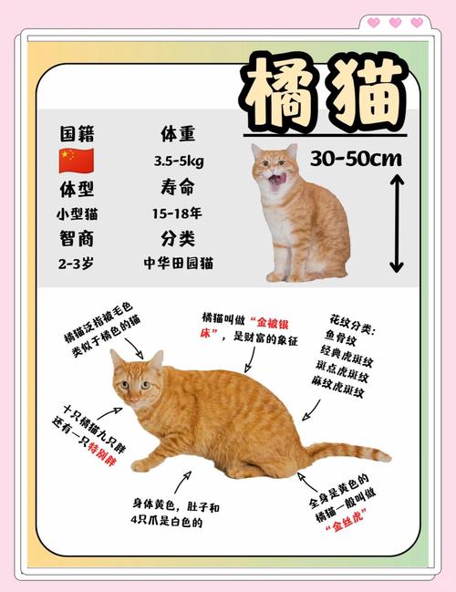 小猫咪发情,铲屎官们一定要提前知道哦～