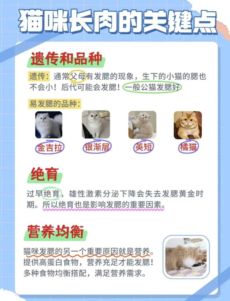 猫咪几个月可以增肥发腮