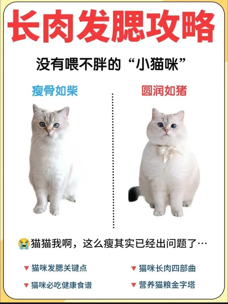 猫咪长肉发腮攻略,坐等逆袭