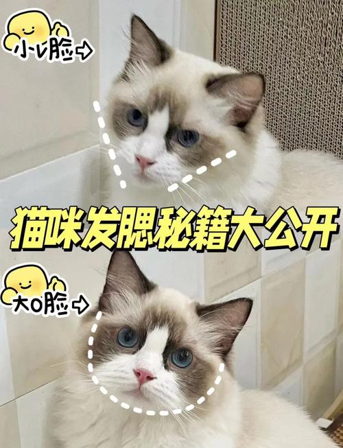 请问,狸花猫会发腮吗,怎么把狸花猫养发腮