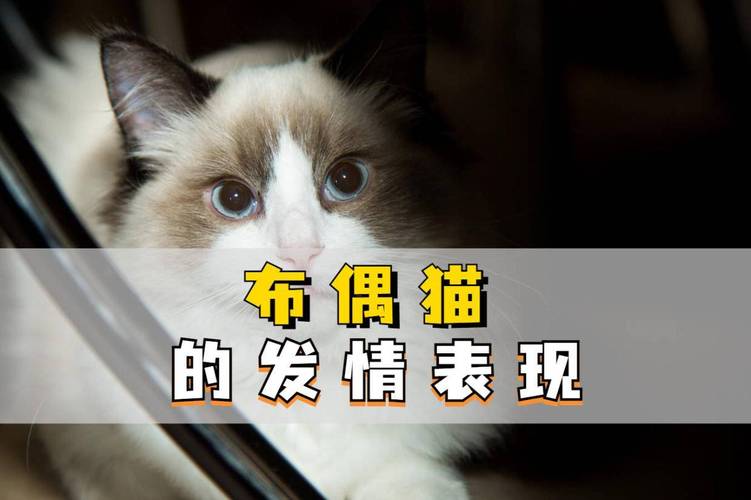 小猫咪发情,铲屎官们一定要提前知道哦～