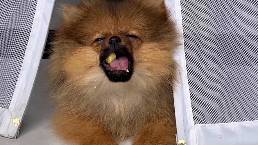 狗狗怀孕能吃奶酪吗?