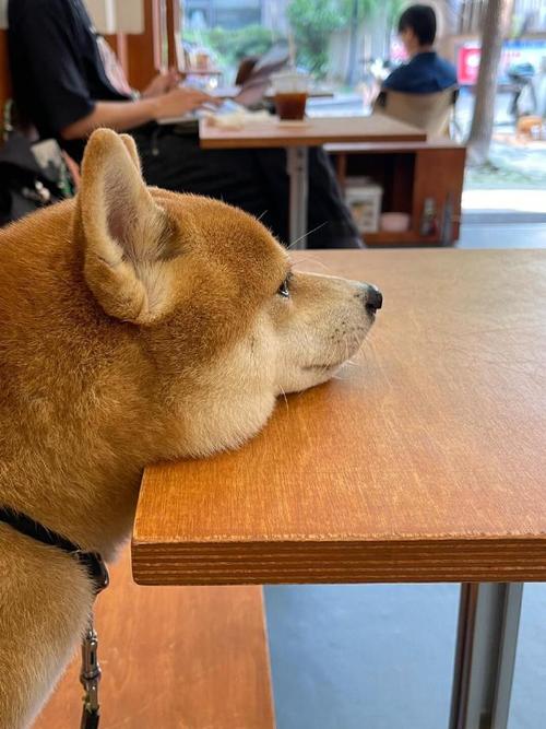 为什么不让狗狗吃奶酪