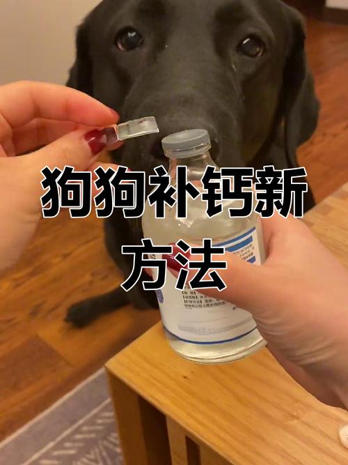 为什么狗狗不吃钙片
