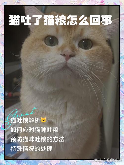 猫咪能吃&不能吃的食物速查表