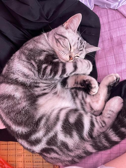 猫咪睡觉像人一样打鼾正常吗?