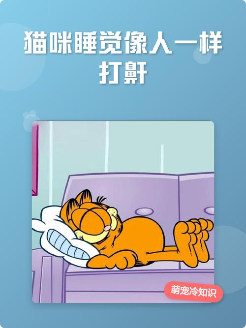猫咪睡觉打鼾正常吗