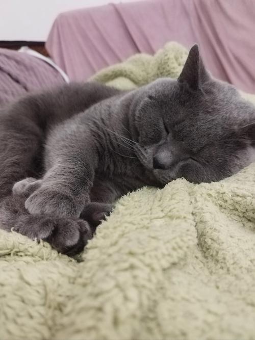 猫咪睡觉总打鼾是你不知道的健康隐患