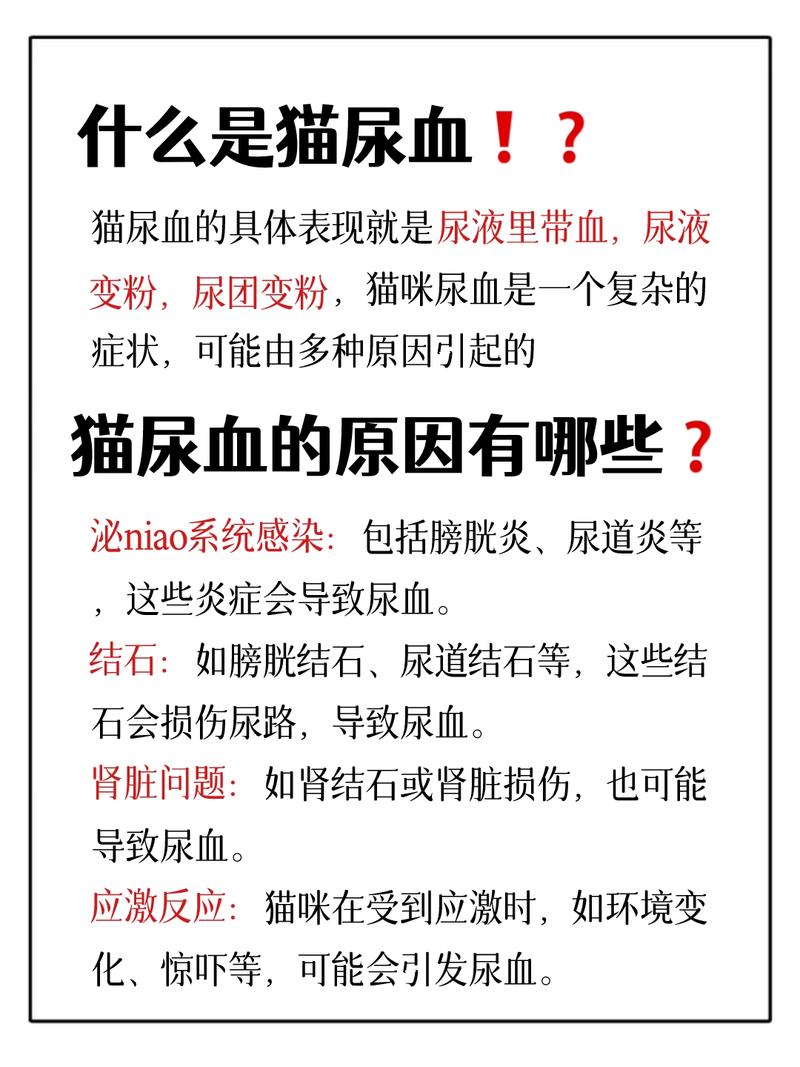 猫咪尿血呕吐还没精神,该怎么办?