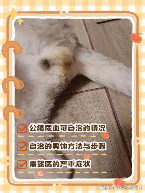 猫咪尿血了怎么办?