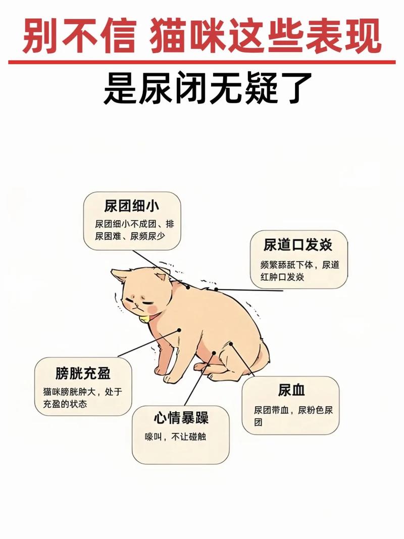 猫咪尿血尿闭怎么办?