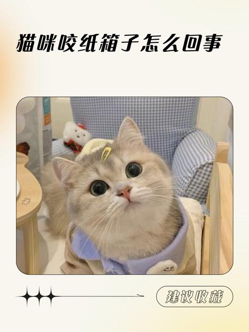 猫为什么老喜欢啃纸箱子呢