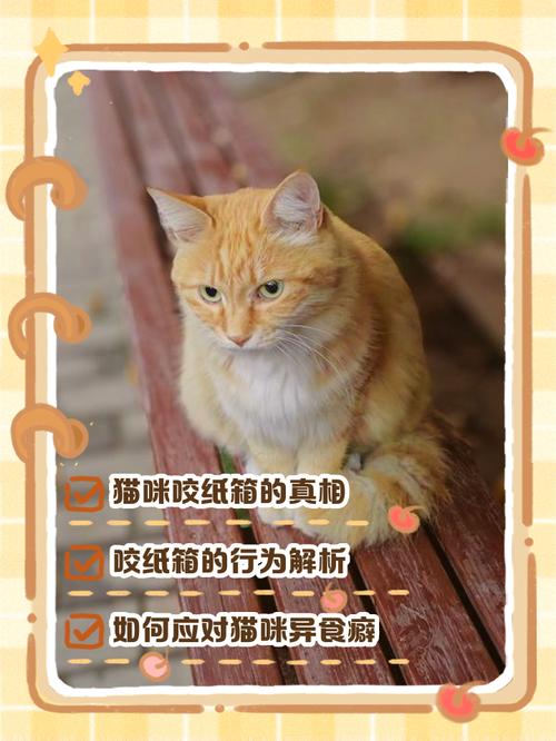 猫猫为什么喜欢咬纸箱子