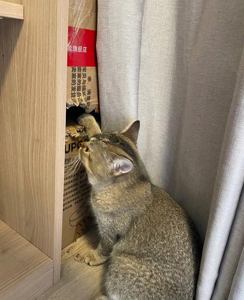 猫咪爱啃纸箱是缺什么要不要阻止