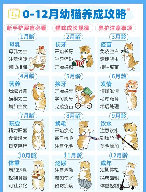 猫咪打疫苗超全攻略|新手养猫