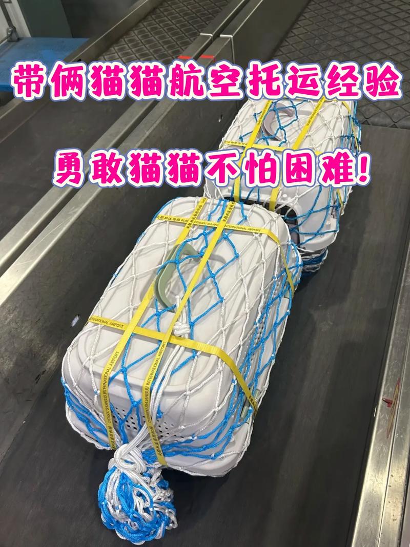 航空托运猫咪的流程及费用