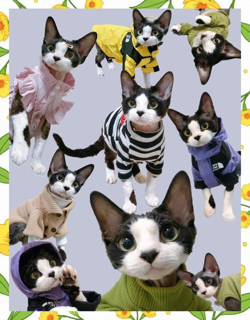 给猫穿衣服有哪些步骤和技巧吗?