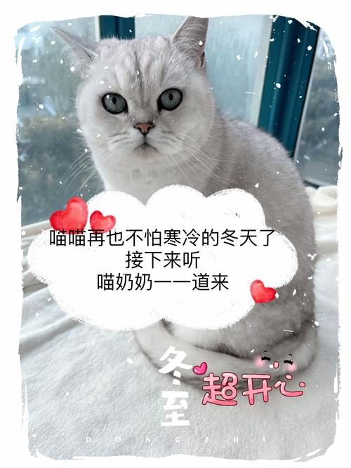 天冷给猫咪穿衣服需要注意些什么?