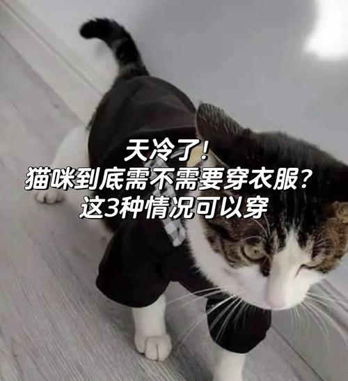 冬天带猫出门怎么保暖,冬天带猫出门保暖的方法