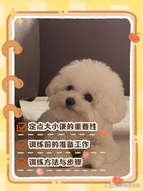 新手养狗的8个训练技巧