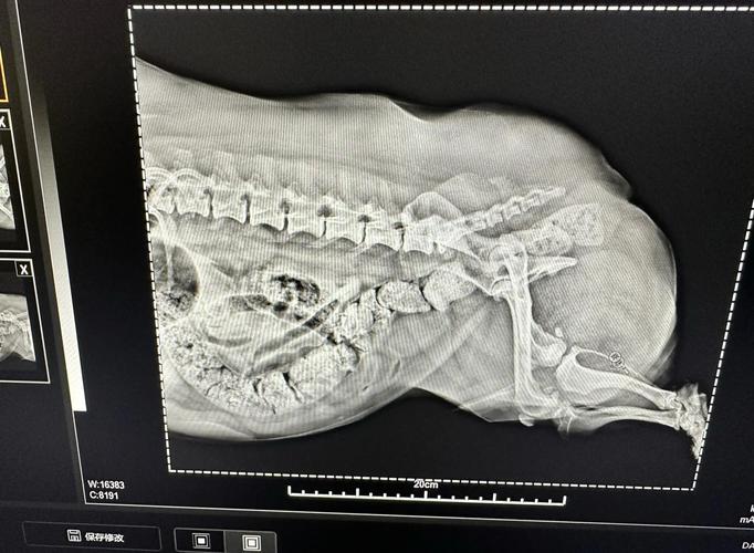 狗狗吃骨头不消化症状