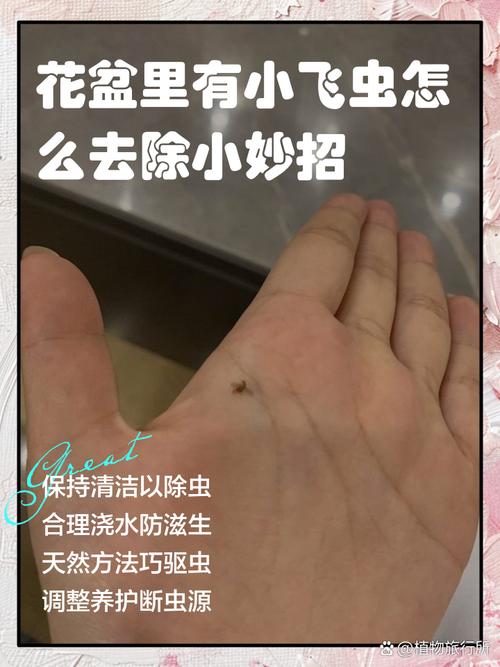 猫砂盆有小飞虫如何杀