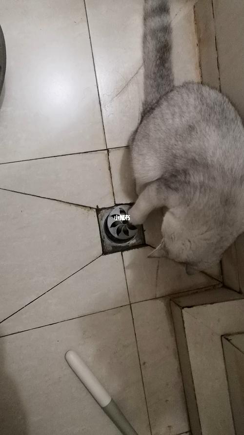 点蚊香可以杀死猫砂里的小飞虫吗