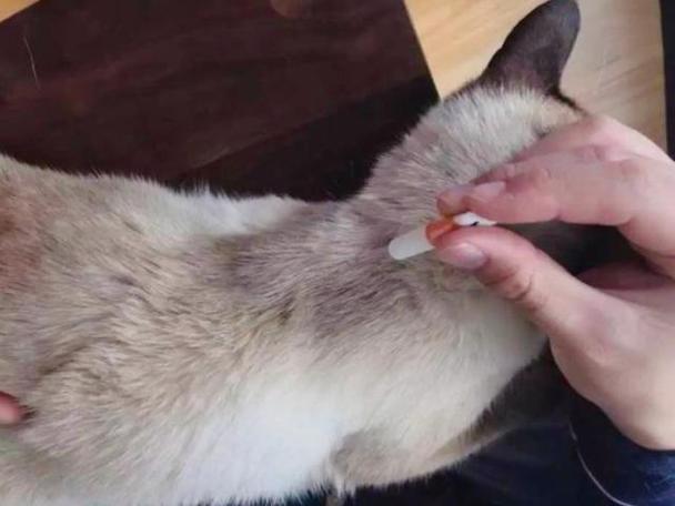 猫咪突然兴奋满屋子跑这是为什么?