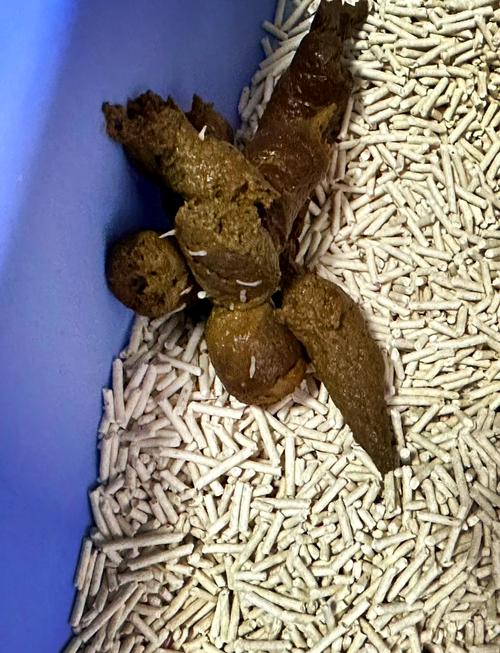 猫咪粪便生好多小飞虫怎么办