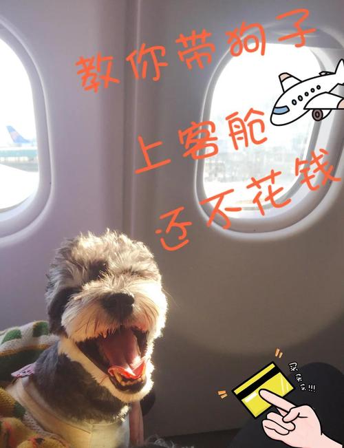 坐飞机可以带宠物狗吗