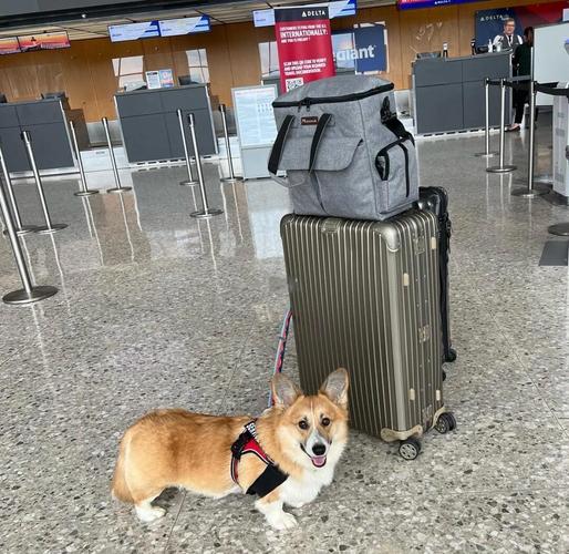 狗狗能做飞机吗